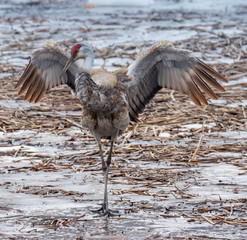 Sandhill Crane