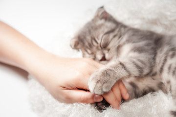 Cat love By the hand grip at hand. happy cat lovely comfortable sleeping by the woman stroking hand grip at . love to animals concept .