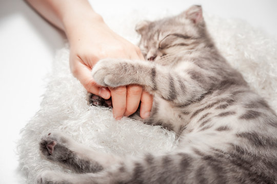 Cat Love By The Hand Grip At Hand. Happy Cat Lovely Comfortable Sleeping By The Woman Stroking Hand Grip At . Love To Animals Concept .