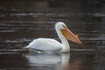 American White Pelican