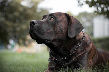 boerboel tiger dog
