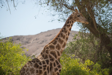 Namibia