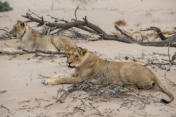 Namibia