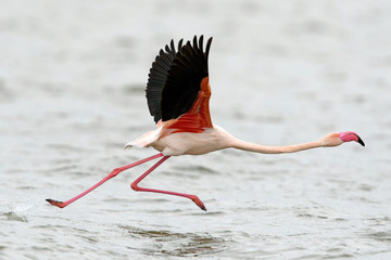 Rosaflamingo (Phoenicopterus roseus) - Greater flamingo