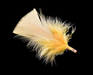 Yellow bird feather isolated on black background