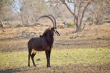 Young sable bull with large antlers on the savnnah