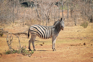 Zebra standing on the savannah looking straight ahead