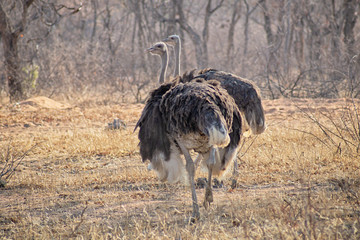 Ostrich couple on the dry savannah