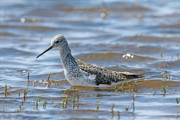 Teichwasserläufer (Tringa stagnatilis) - Marsh sandpiper