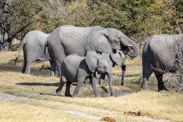 African elephant family in the savannah that dwells in a pool of water during the drought. Safari in Botswana, eco tourism with elephant sighting Improving elephant protection against poaching.  - Powered by Adobe