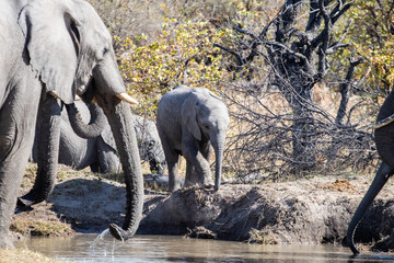 African elephant family in the savannah that dwells in a pool of water during the drought. Safari in Botswana, eco tourism with elephant sighting Improving elephant protection against poaching. 