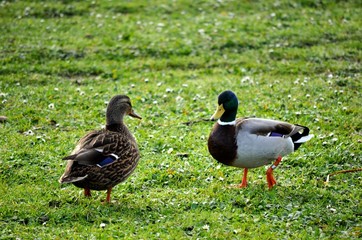ducks on grass