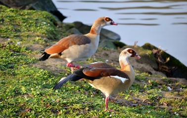 duck in water