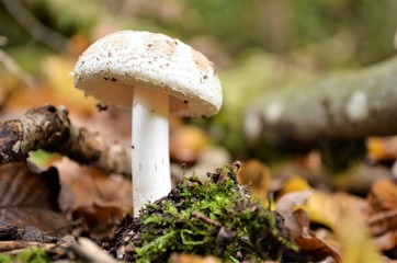 mushroom in forest