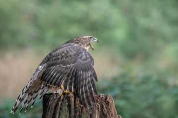 Screaming juvenile Northern Goshawk juvenile (Accipiter gentilis) on a branch in the forest of Noord Brabant in the Netherlands. Whriting space.