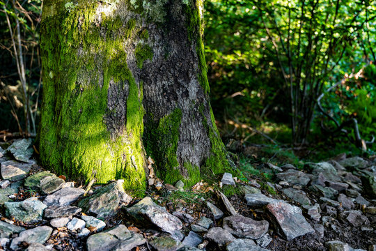 Base of old tree with gnarly roots covered in soft moss; green moss coveres the base of an ancient tree