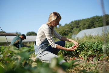Naklejka na ściany i meble Couple of farmers picking stawberries in organic field