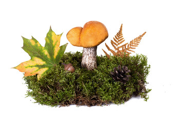 Leccinum Aurantiacum, edible forest wild mushroom in natural moss with an autumn composition and maple leaves in studio isolated on white. Orange Oak Bolete mushroom, Red-Capped Scaber Stalk Fungus.