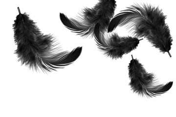abstract, soft black feathers floating in the air, isolated on white background