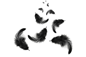 abstract, black feathers floating in the air, isolated on white background