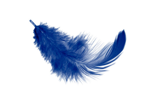 Single blue feather isolated on white background. Down swan feather