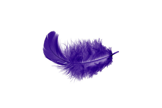 Purple Feather Images – Browse 92,345 Stock Photos, Vectors, and Video