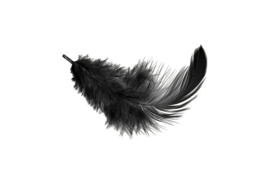 single black feather isolated on white background. Swan feather