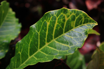 green leaf
