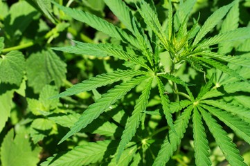 Hemp sprout plant macro on a beautiful background