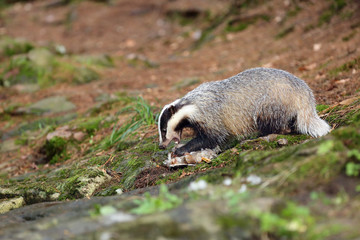 The European badger (Meles meles) also known as the Eurasian badger or simply badger eats dead wild duck on rock.European mysterious predator prey to a creek in dense forest. © Karlos Lomsky