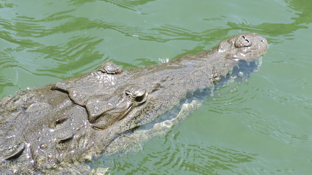 Alligator spotted swimming in Black River, Jamaica