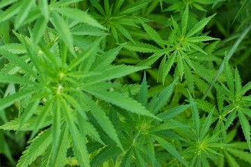 Hemp sprout plant macro on a beautiful background