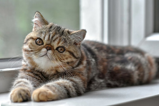 Brown exotic Shorthair kitten lying at the window and looks up. Toddler animals and Persian cats concept.