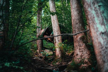 tree in the forest