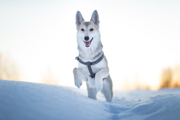 Portrait of happy mongrel dog running and looking at camera on a winter field at dawn.