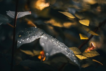 Fototapeta premium Water droplets on leaf