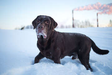 Beautiful chocolate labrador retriever posing outside at winter. Labrador in the snow.