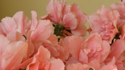 azaleia rosa
