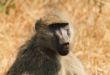 Faune africaine 
