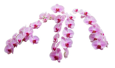 Pink to purple Phalaenopsis orchid flower arrangement, isolated on white background.