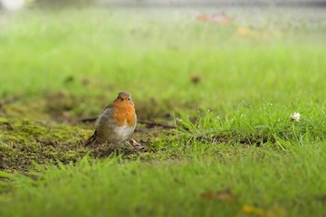 robin on grass