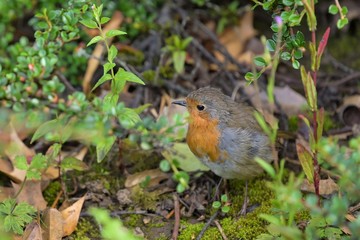 robin on branch
