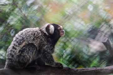 Monkey 