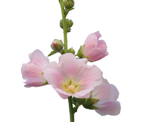 Pale pink Hollyhocks flowers, isolated on white background.