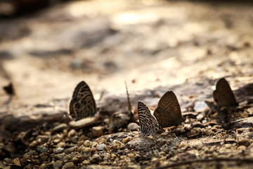 butterfly on leaf