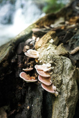 mushroom in forest
