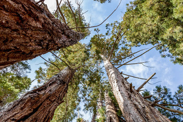 Redwoods in forest