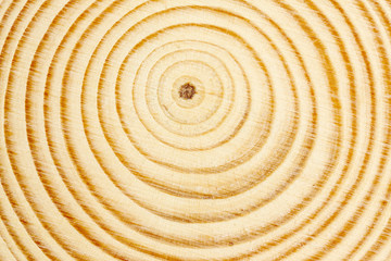 cross section of tree branch