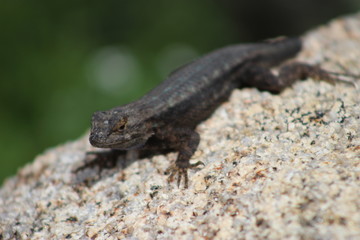 Joshua Tree Park