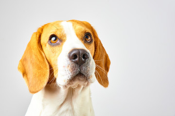 Close-up of Beagle dog, portrait, in front of white background